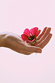 Woman's Hand Holding Pink Flower