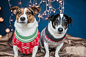 Hunde mit Weihnachtspullis