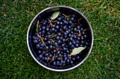 View from above still life freshly harvested chokeberries in bowl on grass