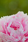 Close up of Pink Peony