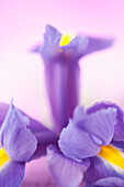 Nahaufnahme einer lila Irisblüte