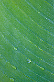 Extreme Close Up of Green Leaf with Dew Drops