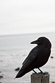 Crow Perched on Fence Post