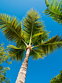 Coconut Palm Tree, Low angle view