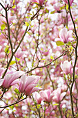 Nahaufnahme eines Magnolienbaums mit rosa Blüten