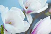 Close up of Magnolia Flower