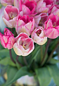 Close up of Pink Tulips, Tulipa