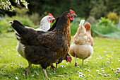 Streunende Hühner im Garten