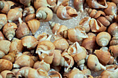 Close up whelk shellfish on ice