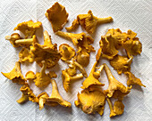 View from above dried Chanterelle mushrooms on paper towel