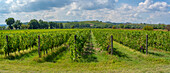 Blick auf einen Weinberg und eine toskanische Landschaft bei Pontedera, Provinz Pisa, Toskana, Italien, Europa