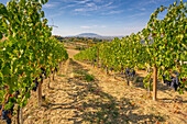 Blick auf rote Trauben im Weinberg bei Torraccia und San Marino im Hintergrund, San Marino, Italien, Europa