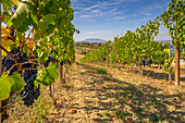 Blick auf rote Trauben im Weinberg bei Torraccia und San Marino im Hintergrund, San Marino, Italien, Europa