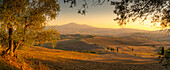 Blick auf eine goldene toskanische Landschaft bei Pienza, Pienza, Provinz Siena, Toskana, Italien, Europa