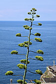 Blüte der amerikanischen Agave vor blauem Himmel, Italien, Europa