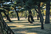 Frühmorgendliches Licht und Schatten zwischen Bäumen in einem Stadtpark in Tokio, Honshu, Japan, Asien