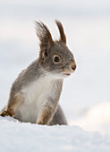 Rotes Eichhörnchen (Sciurus vulgaris) im Schnee, Winter, Finnland, Europa