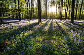Bluebells ((Hyacinthoides non-scripta) flowering in a beechwood at sunset, United Kingdom, Europe