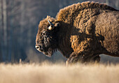 Wild European bison (Bison bonasus) walking in a meadow in winter, Bialowieza National Park, Poland, Europe