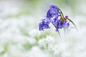 Blauglöckchen (Hyacinthoides non-scripta), wächst inmitten von Bärlauch (Allium ursinum), Vereinigtes Königreich, Europa