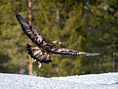 Golden eagle (Aquila chrysaetos) taking off, Finland, Europe