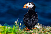 Nahaufnahme eines Papageientauchers, Papageientaucher-Vogelbeobachtungsplatz in Elliston, Bonavista-Halbinsel, Neufundland, Kanada, Nordamerika