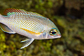 An adult pearly monocle bream (Scolopsis margaritifera), off Wohof Island at night, Raja Ampat, Indonesia, Southeast Asia, Asia