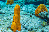 A sponge (Stylissa massa), on the reef at Arborek Reef, Raja Ampat, Indonesia, Southeast Asia, Asia