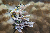 Eine Kolonie grüner Tonnenseescheiden (Didemnum molle), über dem Riff vor der Insel Bangka, Indonesien, Südostasien, Asien