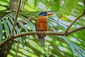 An adult stork-billed kingfisher (Pelargopsis capensis), perched in Tangkoko National Preserve on Sulawesi Island, Indonesia, Southeast Asia, Asia