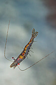 Eine ausgewachsene Rote Kirschgarnele (Neocaridina davidi), draußen über dem Riff vor der Insel Wohof, Raja Ampat, Indonesien, Südostasien, Asien