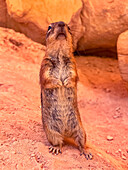 An adult golden-mantled ground squirrel (Callospermophilus lateralis), in Bryce Canyon National Park, Utah, United States of America, North America