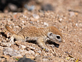 Round-tailed ground squirrel (Xerospermophilus tereticaudus), Brandi Fenton Park, Tucson, Arizona, United States of America, North America