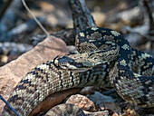 Eine ausgewachsene Östliche Schwarzschwanz-Klapperschlange (Crotalus ornatus), Big Bend National Park, Texas, Vereinigte Staaten von Amerika, Nordamerika