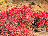 Galapagos-Teppich (Sesuvium edmonstonei), Punta Pitt, Insel San Cristobal, Galapagos, UNESCO-Weltnaturerbe, Ecuador, Südamerika