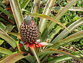 Ananas (Ananas comosus) auf der Hydrokultur-Farm Granja Integral Ochoa, Insel Santa Cruz, Galapagos-Inseln, UNESCO-Weltnaturerbe, Ecuador, Südamerika