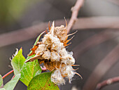 Darwin-Baumwolle (Gossypium darwinii), Urbina-Bucht, Insel Santiago, Galapagos-Inseln, UNESCO-Welterbe, Ecuador, Südamerika