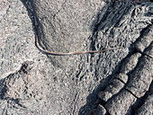 An adult Galapagos racer (Pseudalsophis biserialis) on pahoehoe lava on Fernandina Island, Galapagos Islands, UNESCO World Heritage Site, Ecuador, South America