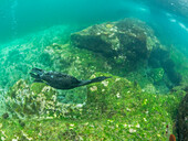 Erwachsener flugunfähiger Kormoran (Nannopterum harris), unter Wasser auf der Insel Fernandina, Galapagos-Inseln, UNESCO-Welterbe, Ecuador, Südamerika