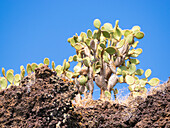 Opuntia-Kaktus (Opuntia galapageia), Buccaneer Cove, Insel Santiago, Galapagos-Inseln, UNESCO-Weltnaturerbe, Ecuador, Südamerika
