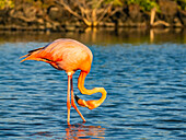 Erwachsener Amerikanischer Flamingo (Phoenicopterus ruber) beim Fressen von Artesmia-Garnelen, Insel Rabida, Galapagos-Inseln, UNESCO-Welterbe, Ecuador, Südamerika