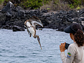 Junger Braunpelikan (Pelecanus occidentalis) beim Sturzflug in der Urbina-Bucht, Galapagos-Inseln, UNESCO-Welterbe, Ecuador, Südamerika