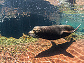 Ausgewachsener männlicher Galapagos-Seelöwe (Zalophus wollebaeki), unter Wasser auf der Insel Santiago, Galapagos-Inseln, UNESCO-Weltnaturerbe, Ecuador, Südamerika