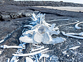 Skeleton from a Bryde's whale (Balaenoptera brydei) in the lava on Fernandina Island, Galapagos Islands, UNESCO World Heritage Site, Ecuador, South America