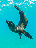 Galapagos sea lion (Zalophus wollebaeki) at play underwater, Punta Pitt, San Cristobal Island, Galapagos Islands, UNESCO World Heritage Site, Ecuador, South America