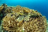 Ein ausgewachsener Krokodil-Flachkopf (Cymbacephalus beauforti), getarnt in den Korallen, Insel Waigeo, Raja Ampat, Indonesien, Südostasien, Asien