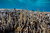 Ein Schwarm gegliederter Rasiermesserfische (Aeoliscus strigatus), in ihrer üblichen Kopf-unten-Formation, vor der Insel Bangka, Indonesien, Südostasien, Asien