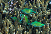 Adult blue-green chromis (Chromis virdis), on the reef off Kri Island, Raja Ampat, Indonesia, Southeast Asia