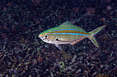 Ein ausgewachsener Scherenschwanz-Füsilierfisch (Caesio caerulaurea), am Riff der Insel Kri, Raja Ampat, Indonesien, Südostasien