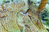 An adult broadclub cuttlefish (Sepia latimanus), off the reef on Bangka Island, near Manado, Indonesia, Southeast Asia